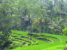 Rizière- Rocky temple - Bali - Indonésie